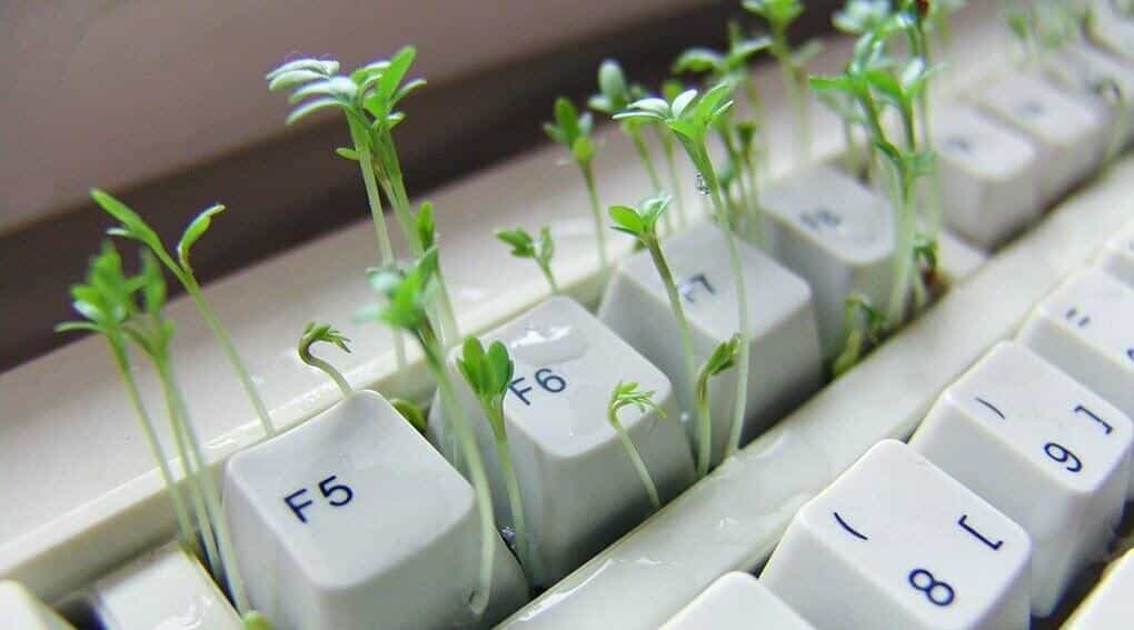 Image de touches de clavier entre lesquelles poussent des plantes